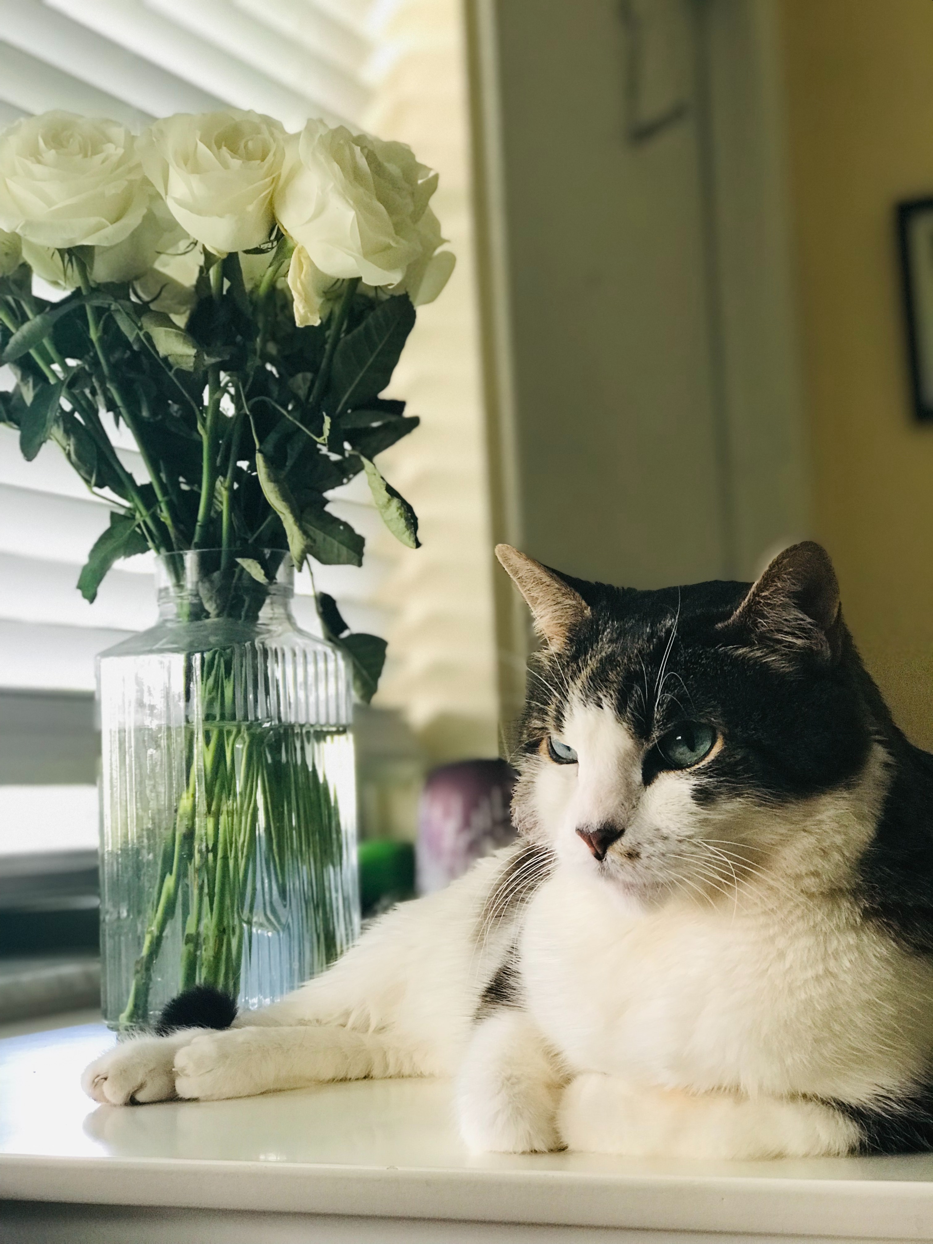 melissa-van-gogh-1608907-unsplash